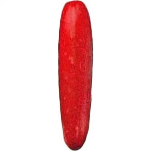 İthal Kırmızı Salatalık Tohumu Ekim Seti 5 Tohum +Saksı+Toprak