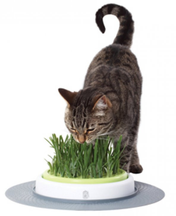 İthal Kedi Çimi Tohumu Ekim Seti 30 Gram Tohum +Saksı+Toprak