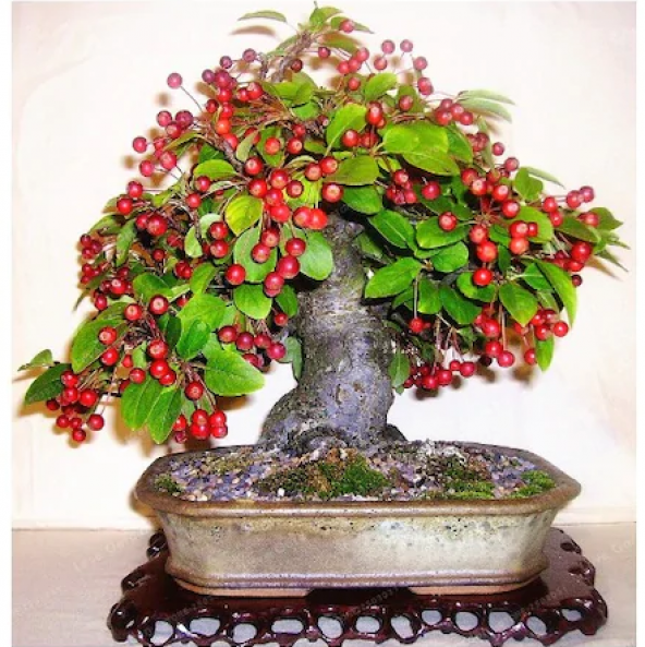Bodur Kiraz Bonzai Ağacı Tohumu 3 Tohum + Süpirz Bonsai Tohumu