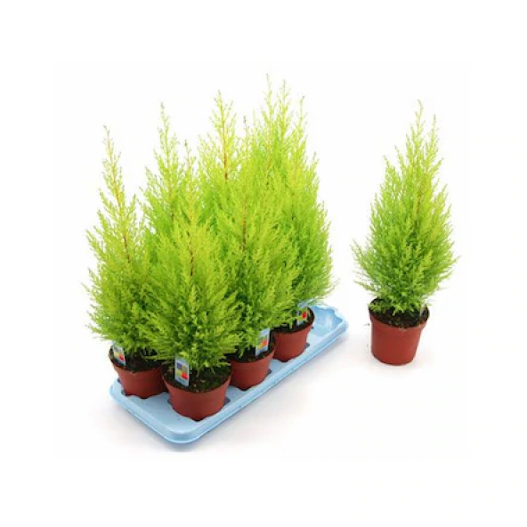 Limon Servi Bonzai Ağacı Tohumu Ekim Seti 5 Tohum +Saksı