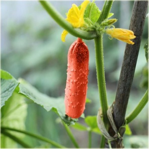 İthal Kırmızı Salatalık Tohumu Ekim Seti 5 Tohum +Saksı+Toprak - 2