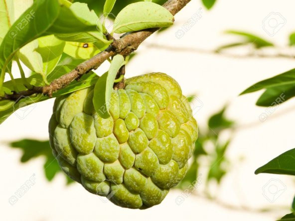 İthal Sugar Apple Tohumu Ekim Seti 3 Tohum +Saksı+Toprak+Süpriz - 2