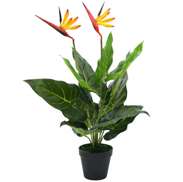 Cennet Kuşu Çiçeği Tohumu Ekim Seti 2 Tohum +Saksı+Toprak+ Süpriz