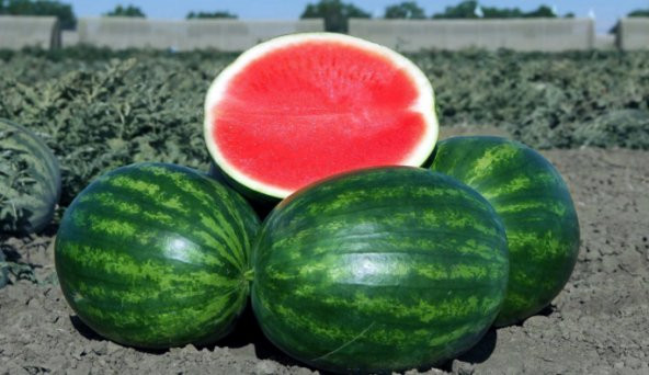 Süper Paket 100 Tohum Adana Karpuzu Tohumu Karpuz Tohumu +Süpriz - 2