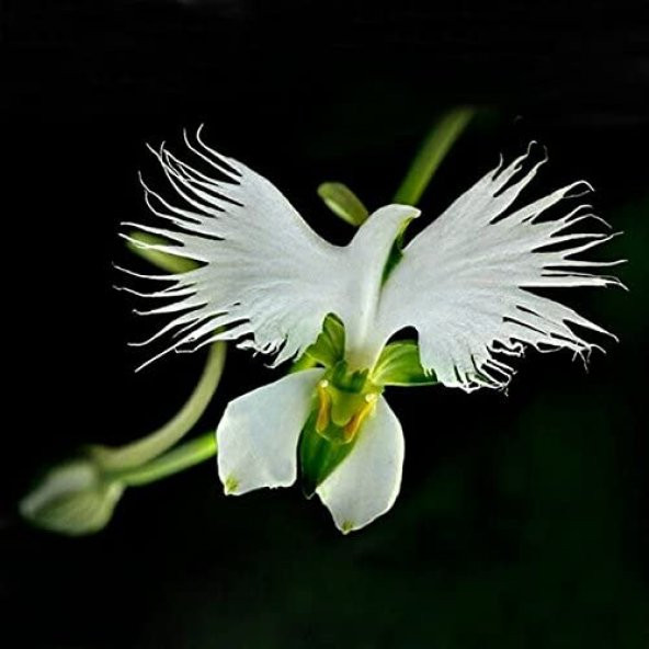 Japon Radiata Orkide Çiçeği Tohumu Ekim Seti 5 Tohum +Saksı+Topra