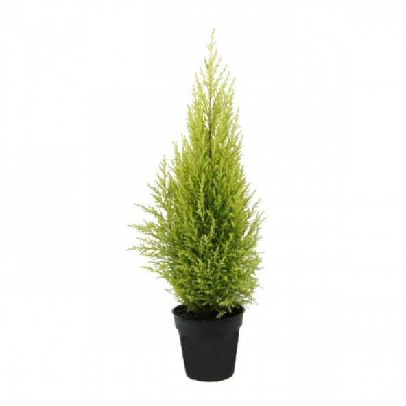 Limon Servi Bonzai Ağacı Tohumu Ekim Seti 5 Tohum +Saksı - 2