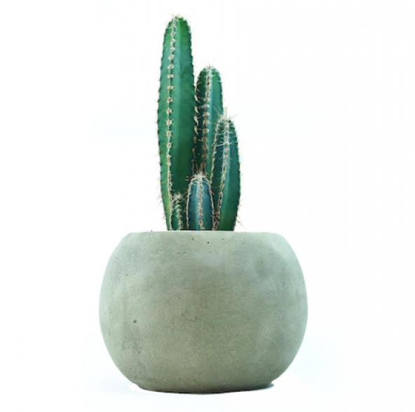 Peru Kaktüsü Tohumu Ekim Seti Kaktüs Tohumu 5 Tohum +Saksı+Toprak - Resim 3