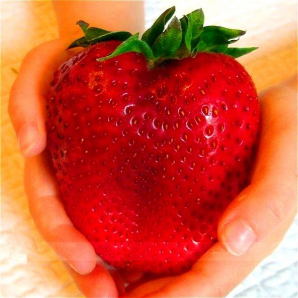 Dev Çilek Tohumu Çilek Tohumu Ekim Seti 10 Tohum + Saksı + Toprak - Resim 3