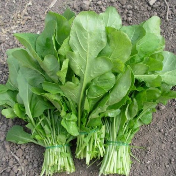 Roka Tohumu Ekim Seti 100 Tohum + Saksı + Toprak + Süpriz Hediye - 3