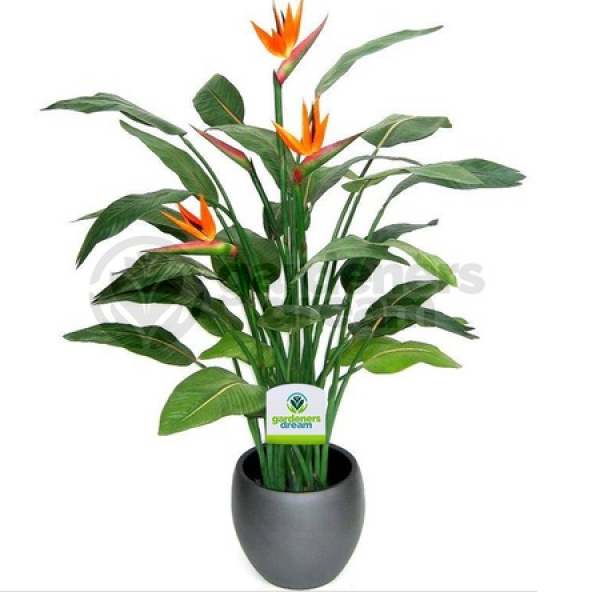 Cennet Kuşu Çiçeği Tohumu Ekim Seti 2 Tohum +Saksı+Toprak+ Süpriz - 2