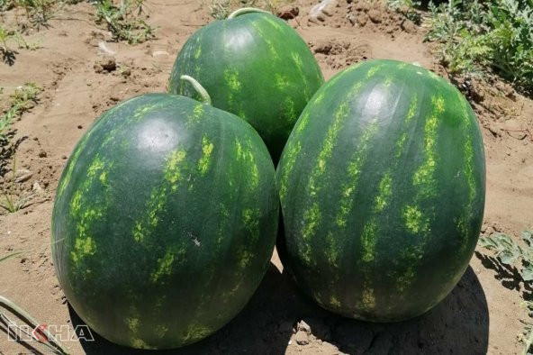 Süper Paket 100 Tohum Adana Karpuzu Tohumu Karpuz Tohumu +Süpriz - 3