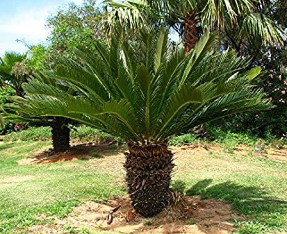 Cycas Tohumu Ekim Seti 3 Tohum Sikas Tohumu +Saksı+Toprak+Süpriz - 3