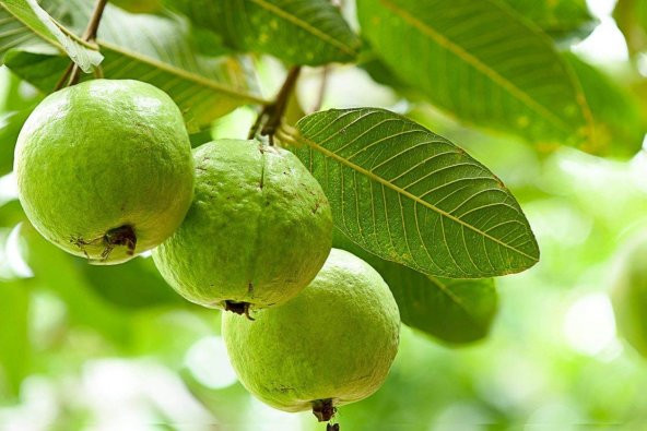 Psidium Guava Meyvesi Tohumu Ekim Seti 3 Tohum +Saksı+Toprak - 2