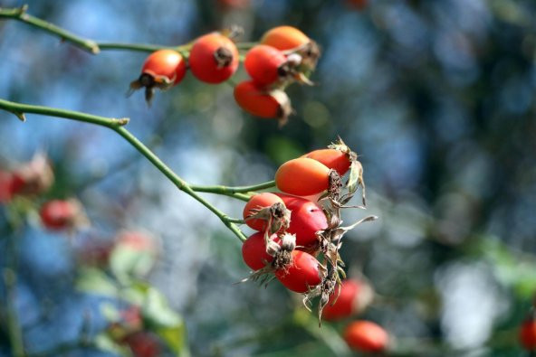 Kuşburnu Tohumu Tohumu Ekim Seti 5 Tohum + Saksı + Toprak - 2