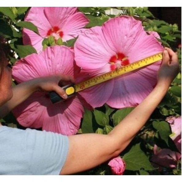 Dev Hibiscus Çiçeği Tohumu Ekim Seti 5 Tohum +Saksı+Toprak - 3