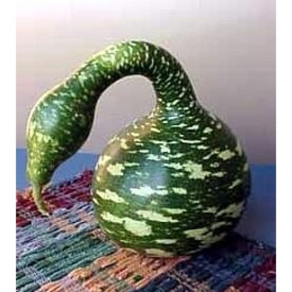 Kuğu Su Kabağı Tohumu Süs Kabağı Tohumu Ekim Seti 3 Tohum +Saksı - 4