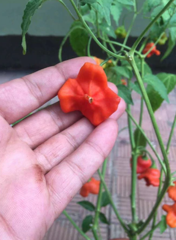 Nadir İthal Gül Biberi Tohumu Ekim Seti 5 Tohum +Saksı+Toprak