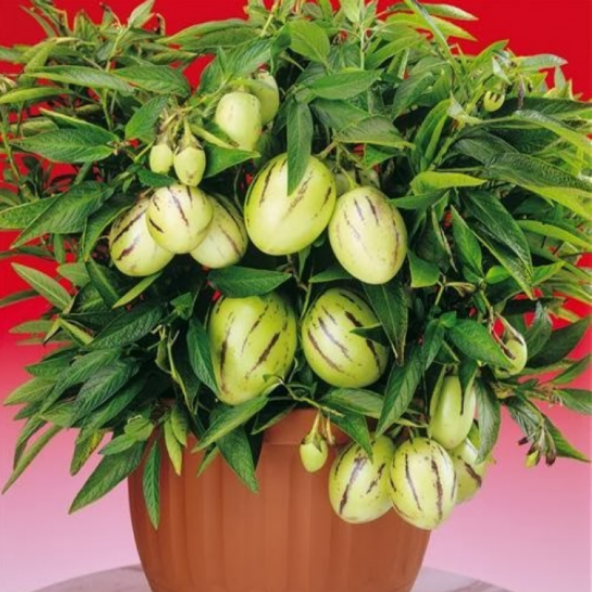 Saksılık Pepino Tohumu Ekim Seti 5 Tohum + Saksı + Toprak + Süpri - 3