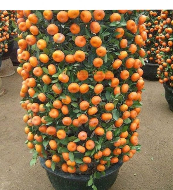 İthal Bodur Mandalina Ağacı Tohumu Ekim Seti 3 Tohum +Saksı+Topra - 2