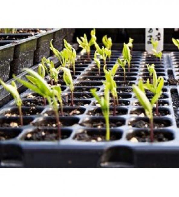 70 Li Plastik Viyol Çimlendirme Viyolü + Süpriz Hediye Tohum - 4