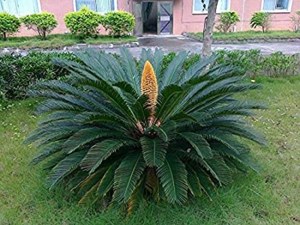 Cycas Tohumu Ekim Seti 3 Tohum Sikas Tohumu +Saksı+Toprak+Süpriz - 4