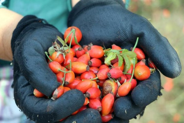 Kuşburnu Tohumu Tohumu Ekim Seti 5 Tohum + Saksı + Toprak - 3