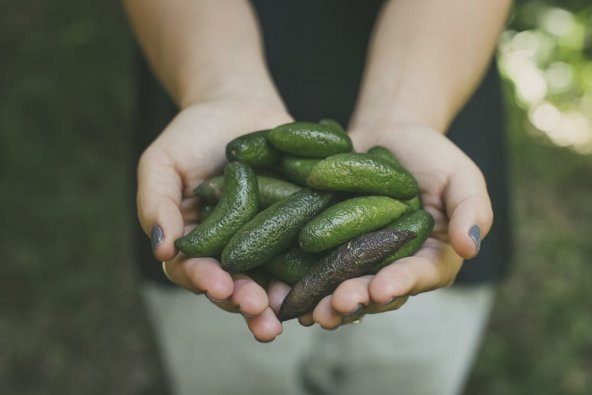 Nadir Parmak Limon Tohumu Ekim Seti 3 Tohum +Saksı+Toprak+Süpriz - 2