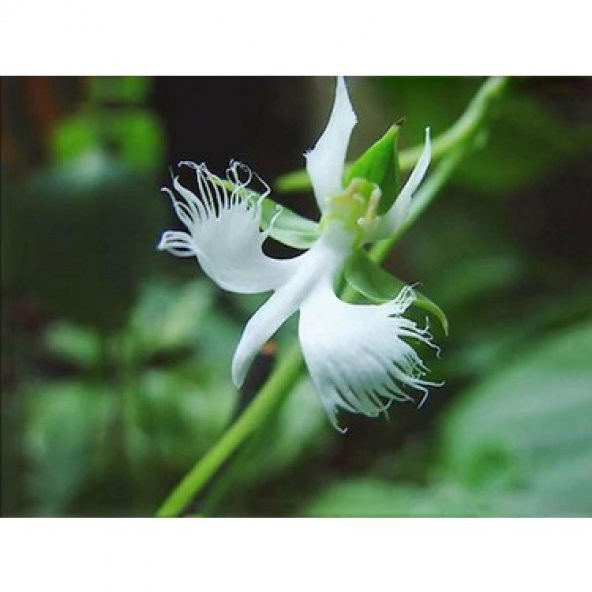 Japon Radiata Orkide Çiçeği Tohumu Ekim Seti 5 Tohum +Saksı+Topra - 4