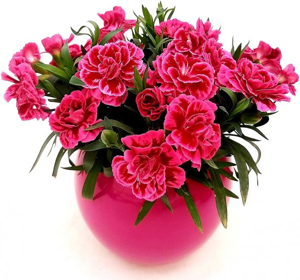 Karışık Garofano Çiçeği Tohumu Ekim Seti 5 Tohum + Saksı + Toprak