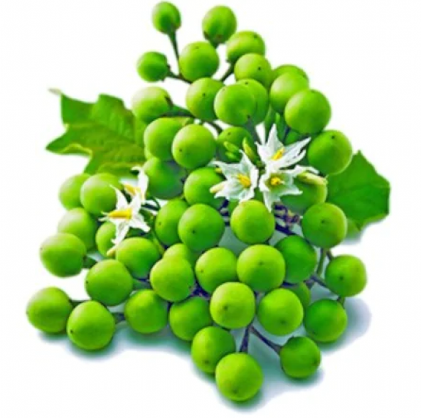 İthal Nadir Üzüm Patlıcan Tohumu Ekim Seti 5 Tohum + Saksı + Topr