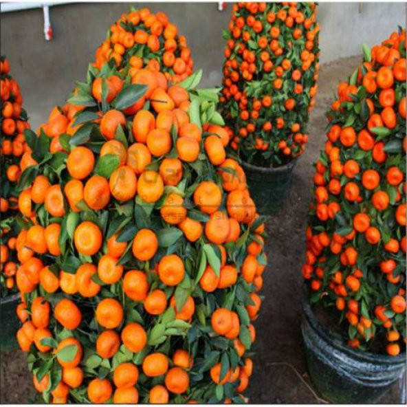 İthal Bodur Mandalina Ağacı Tohumu Ekim Seti 3 Tohum +Saksı+Topra - 3