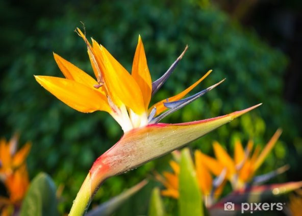 Cennet Kuşu Çiçeği Tohumu Ekim Seti 2 Tohum +Saksı+Toprak+ Süpriz - 5