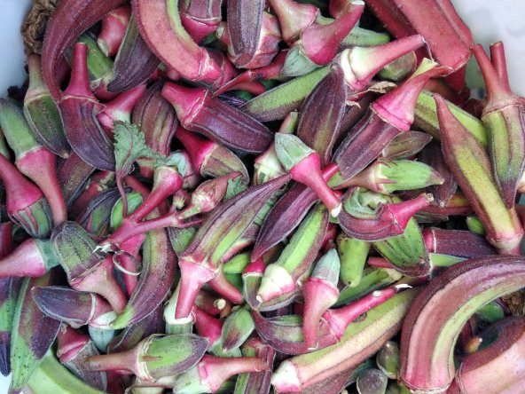 Nadir Kınalı Bamya Tohumu 5 Tohum + Süpriz Hediye Tohum - 2