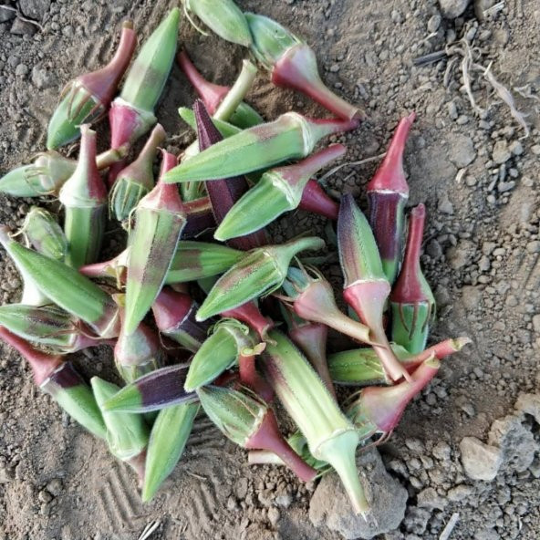 Saksılık Kınalı Bamya Tohumu Ekim Seti 5 Tohum +Saksı+Toprak+Süpr - 4