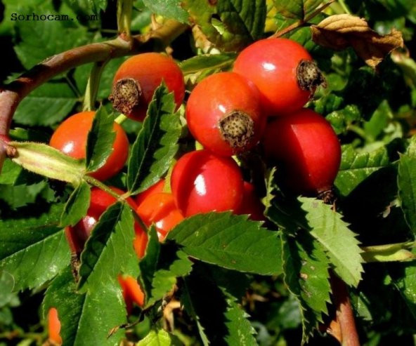 Kuşburnu Tohumu Tohumu Ekim Seti 5 Tohum + Saksı + Toprak - 5