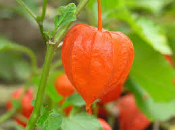 Altın Çilek Tohumu Ekim Seti 5 Tohum + Saksı + Toprak + Süpriz - Resim 5