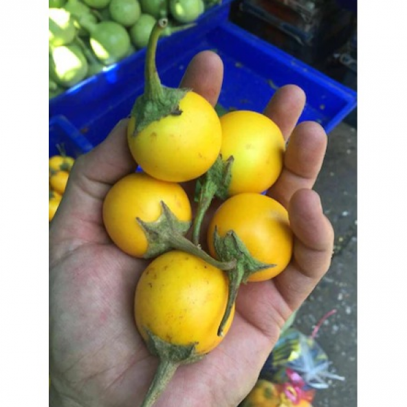 Nadir Thailand Sarı Patlıcan Tohumu Ekim Seti 5 Tohum +Saksı+Topr - 2