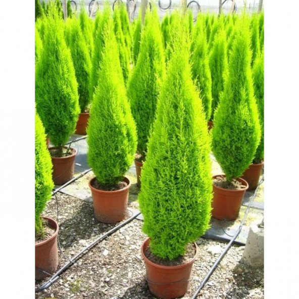 Limon Servi Bonzai Ağacı Tohumu Ekim Seti 5 Tohum +Saksı - 4