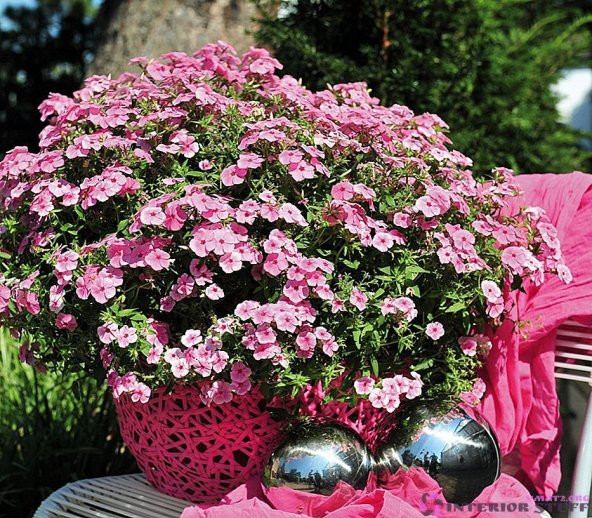 Phlox Çiçeği Tohumu Ekim Seti 5 Tohum +Saksı+Toprak+Süpriz - 3