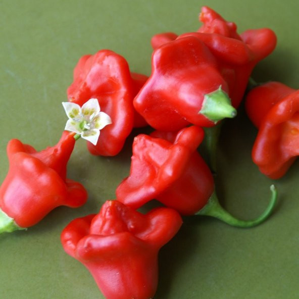 Nadir İthal Gül Biberi Tohumu Ekim Seti 5 Tohum +Saksı+Toprak - 3