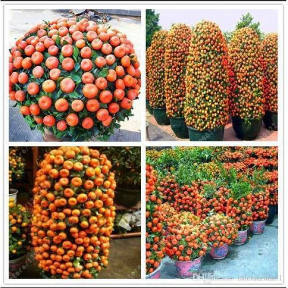 İthal Bodur Mandalina Ağacı Tohumu Ekim Seti 3 Tohum +Saksı+Topra - 4