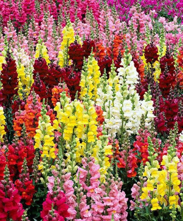 Karışık Bocca Çiçeği Tohumu Ekim Seti 15 Tohum + Saksı + Toprak - 3