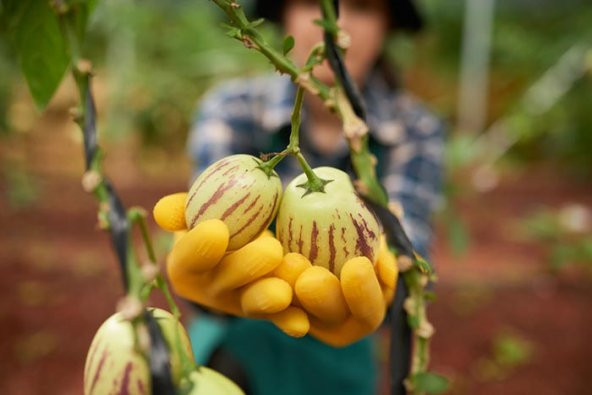 Saksılık Pepino Tohumu Ekim Seti 5 Tohum + Saksı + Toprak + Süpri - 5