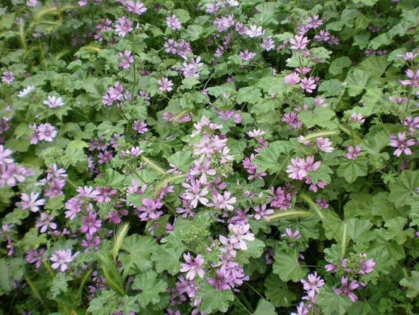 Ebegömeci Tohumu Ekim Seti 10 Tohum Ebe Gömeci +Saksı+Toprak - 3