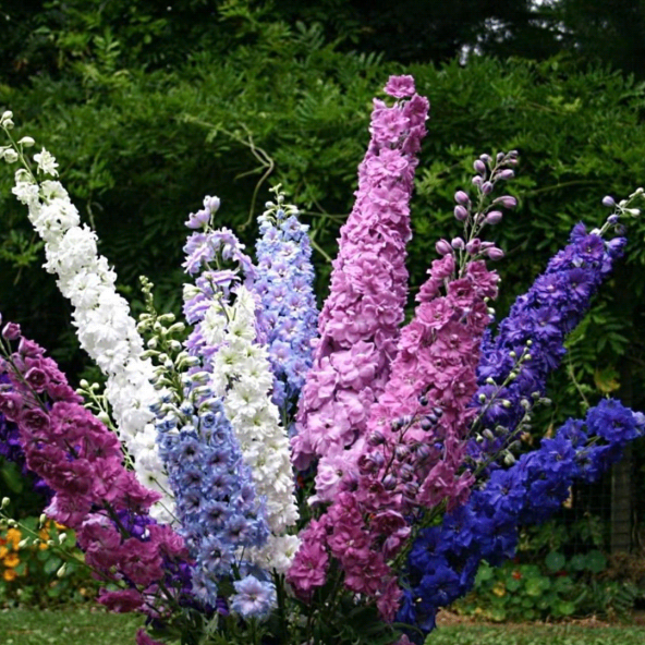 Karışık Hezaren Çiçeği Tohumu Ekim Seti 5 Tohum +Saksı+Toprak - 3