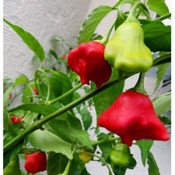Nadir İthal Gül Biberi Tohumu Ekim Seti 5 Tohum +Saksı+Toprak - 4