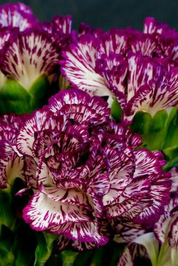 Karışık Garofano Çiçeği Tohumu Ekim Seti 5 Tohum + Saksı + Toprak - 3