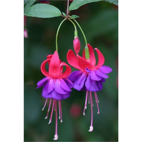 Mor Küpeli Çiçeği Tohumu 5 Tohum Çiçek Tohumu + Süpriz Hediye Toh - 2