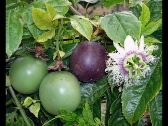 Tropikal Tutku Meyvesi Tohumu Ekim Seti 3 Tohum +Saksı+Toprak - Resim 3