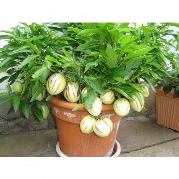 Saksılık Pepino Tohumu Ekim Seti 5 Tohum + Saksı + Toprak + Süpri - 6